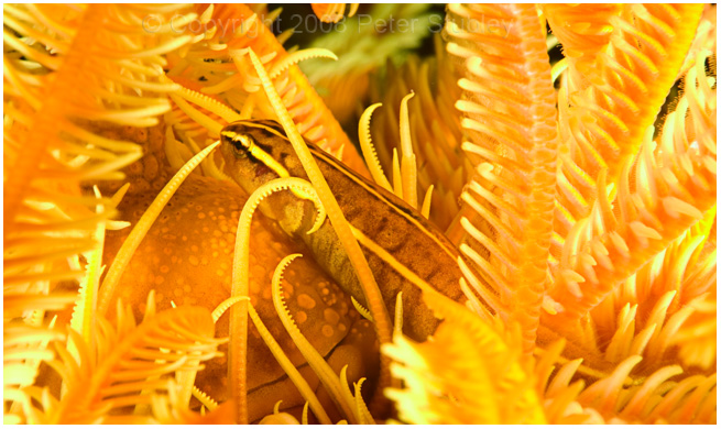 Crinoid clingfish.