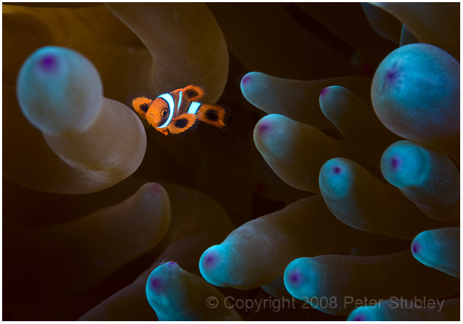 Juvenile anemonefish -- less than an inch.