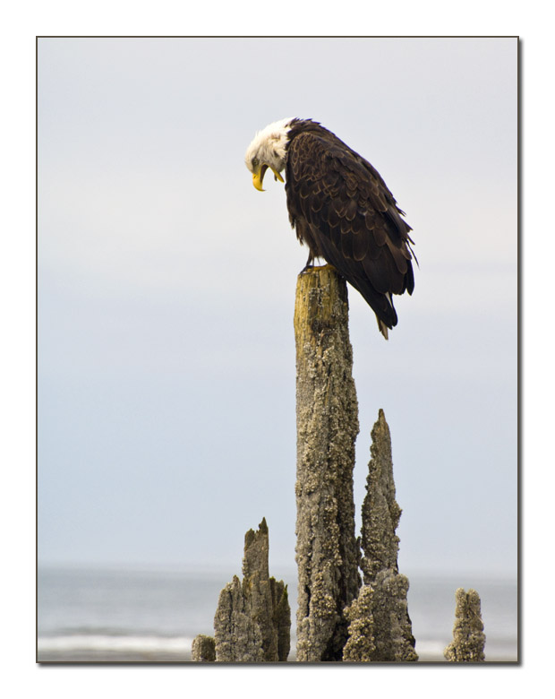 Bald Eagle_