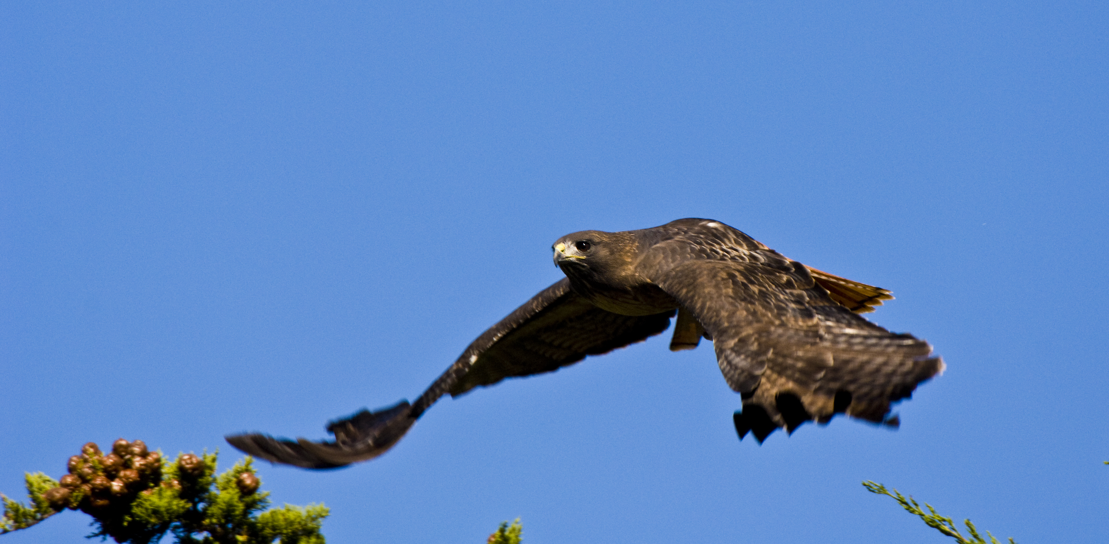 Raptor