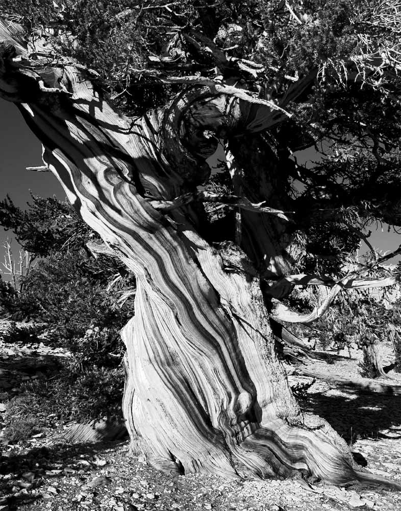 Ancient Bristlecone Pine Tree