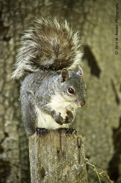 Squirrel