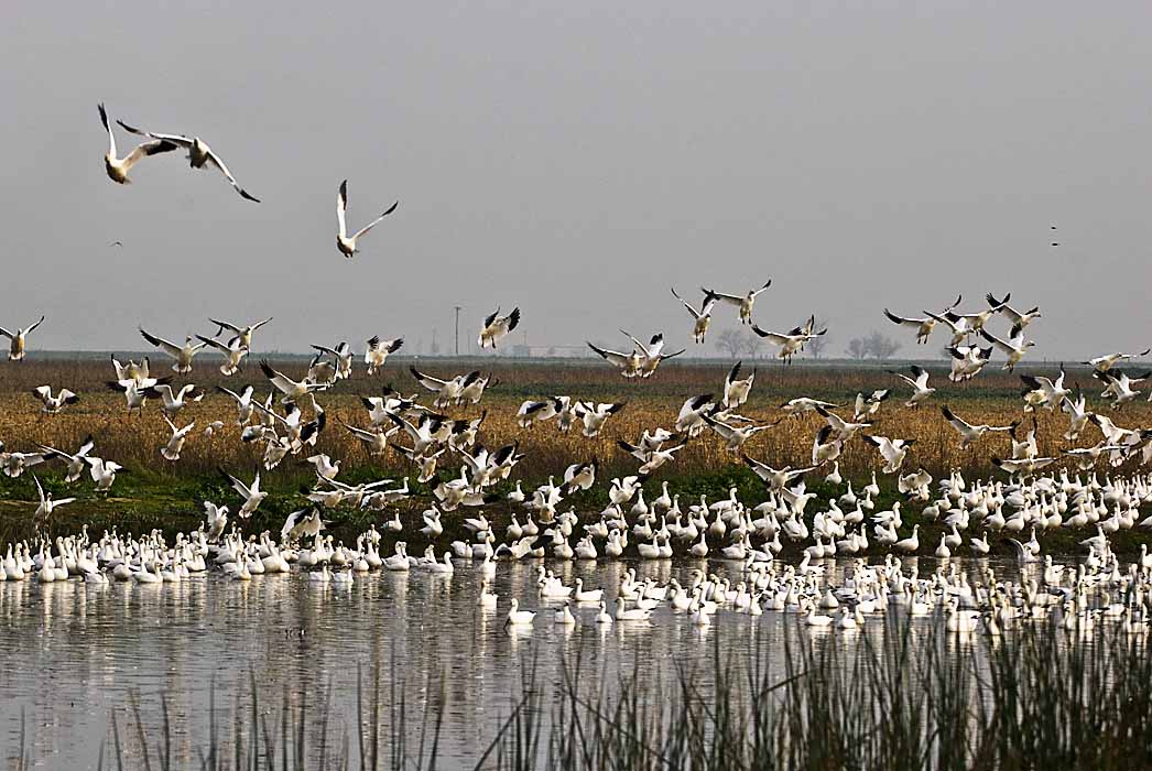 Snow Geese