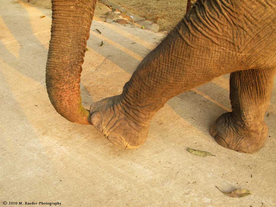 734_s-2674_stepping on trunk.jpg