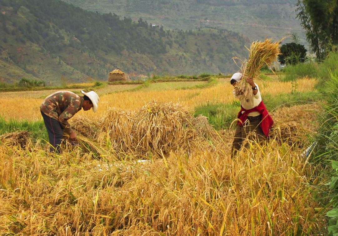 820_YH_Rice Harvesing-Punaka IMG_2048-s-.jpg