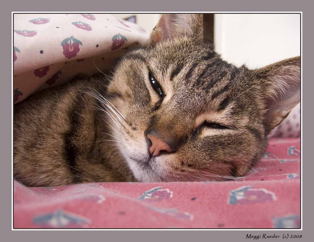 Ramses