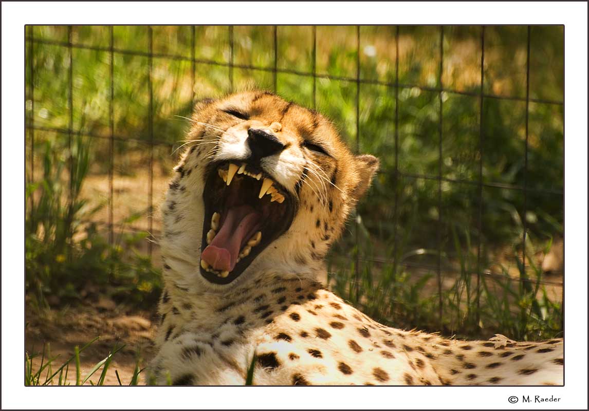 Cheetah_579i