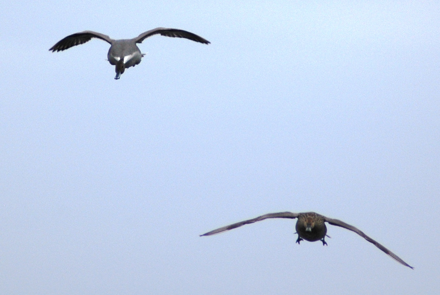 Northern Pintails, Drake & Hen