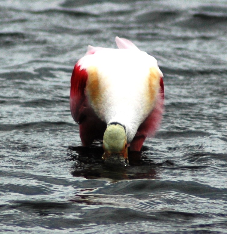 Roseate Spoonbill