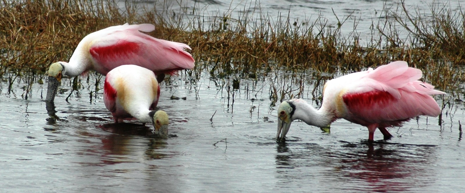 Roseate Spoonbills