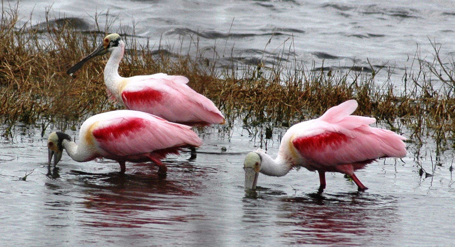 Roseate Spoonbills