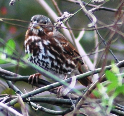 Taiga Fox Sparrow