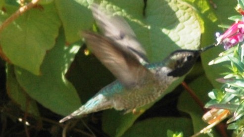 Male Annas Hummingbird