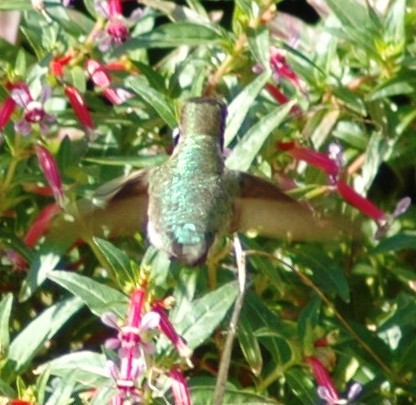 Male Annas Hummingbird