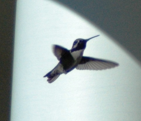 Male Costas Hummingbird