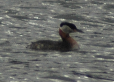 Alternate Plumaged Red-necked Grebe