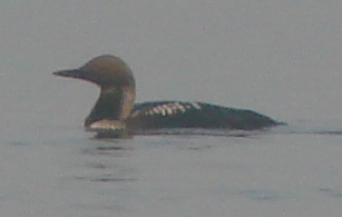Alternated Plumaged Pacific Loon