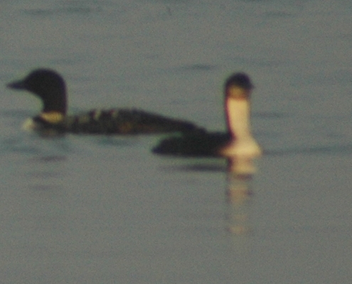 Basic Plumaged Pacific Loon with an Alternate Plumaged Common Loon