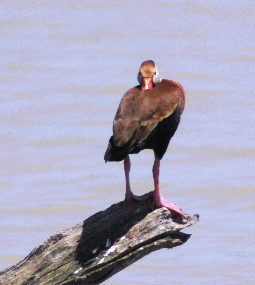 Black-bellied Whistling-Duck