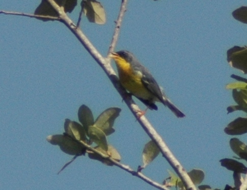 Male Tropical Parula
