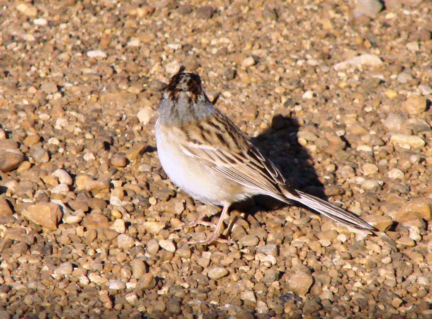 Alternate Plumaged Clay-colored Sparrow