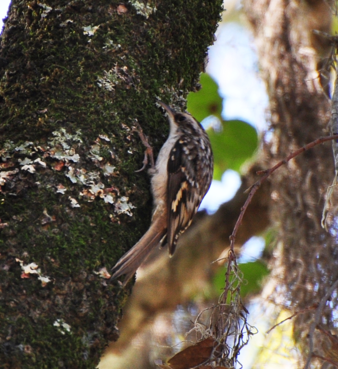 Brown Creeper