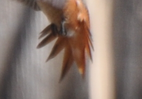 Male Allen's Hummingbird Tail Spread