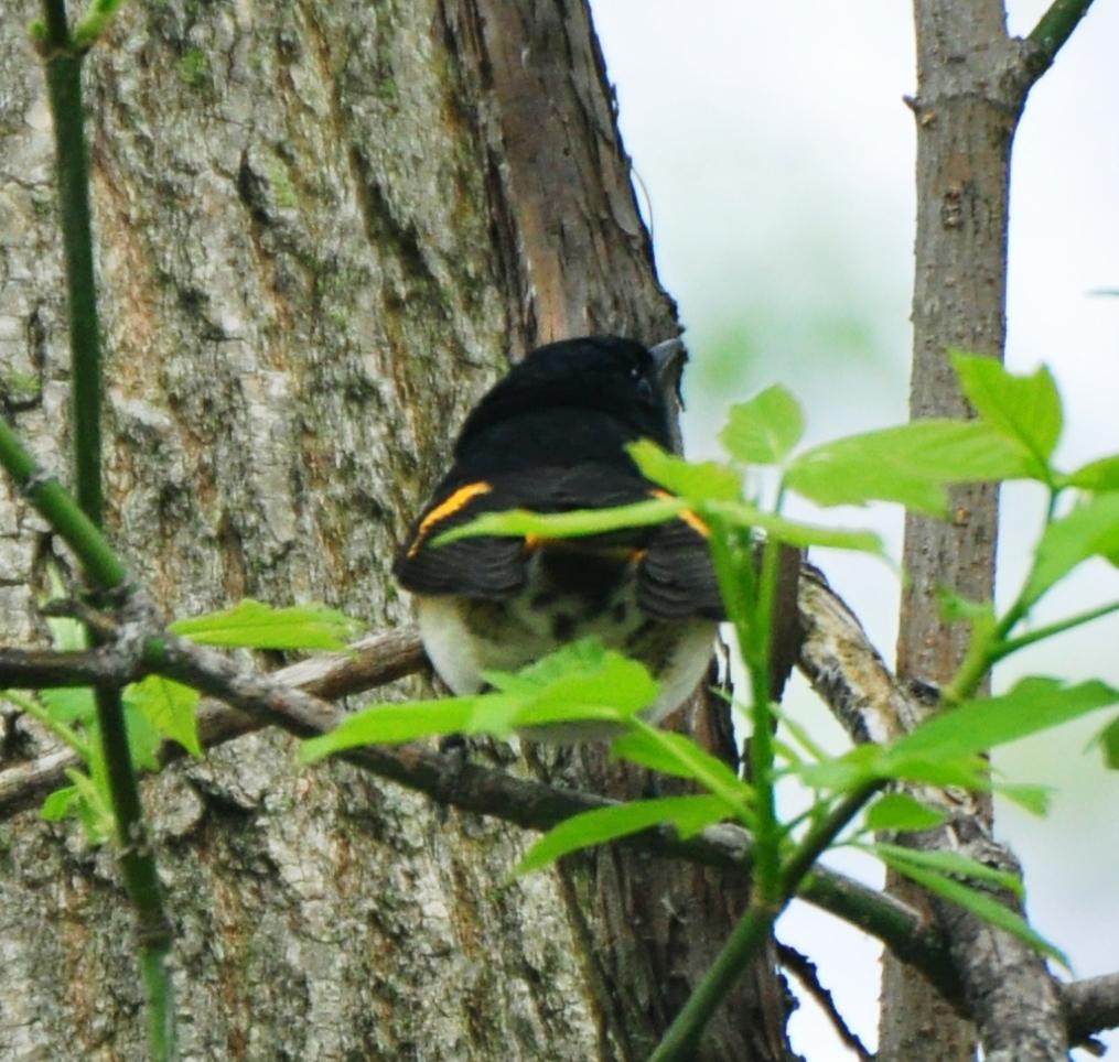 American Redstart, Male