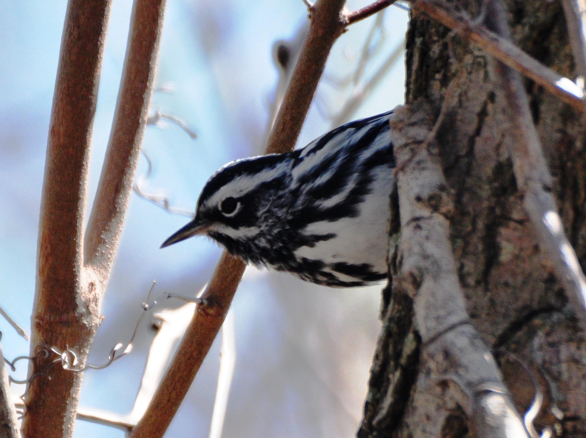 Black-and-white Warbler, Male Alternate Plumage