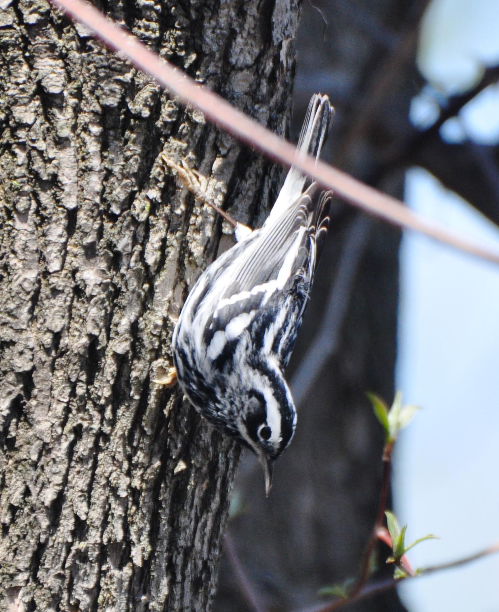 Black-and-white Warbler, Male Alternate Plumage
