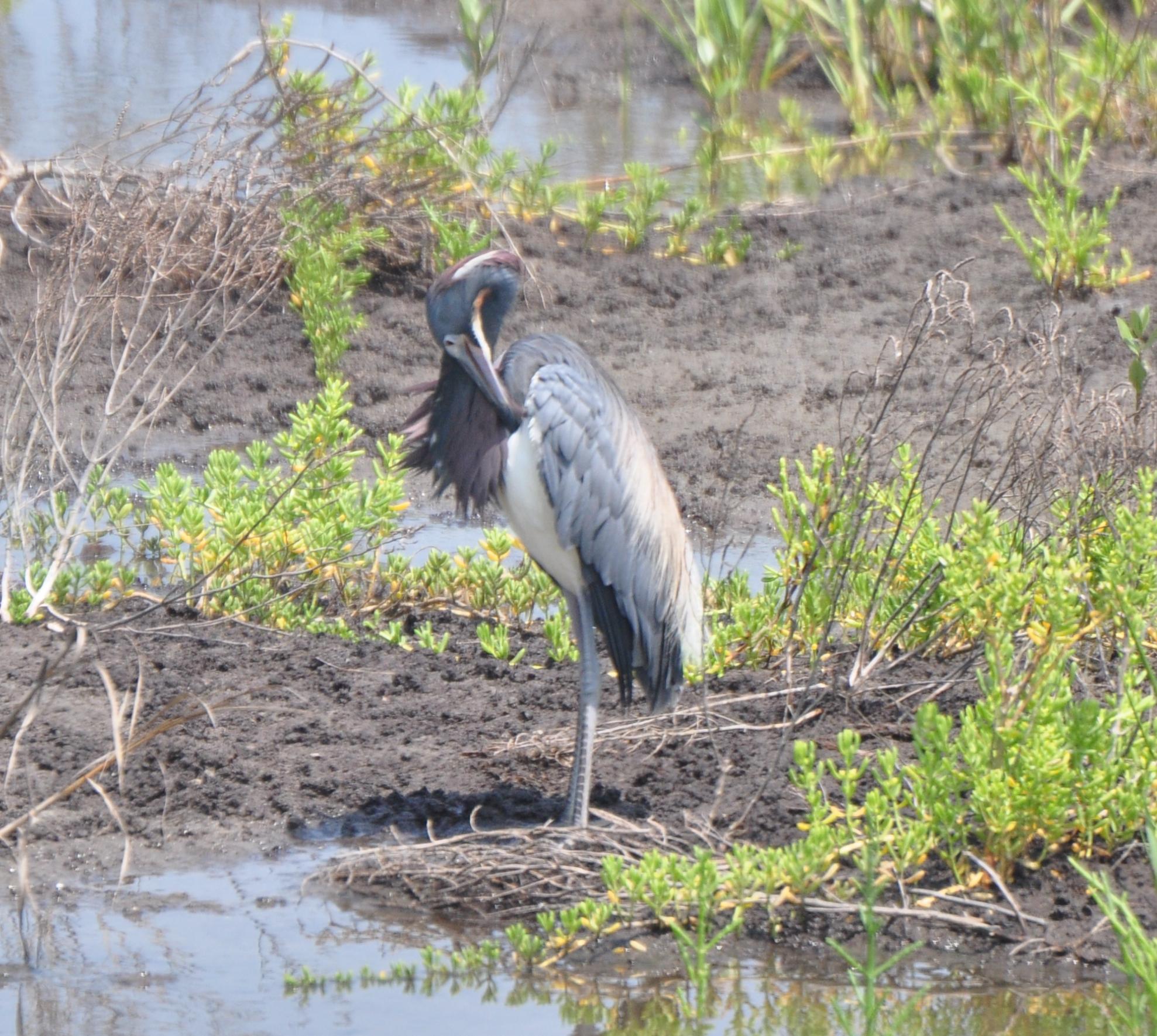 Tricolored Heron, Alternate Plumage