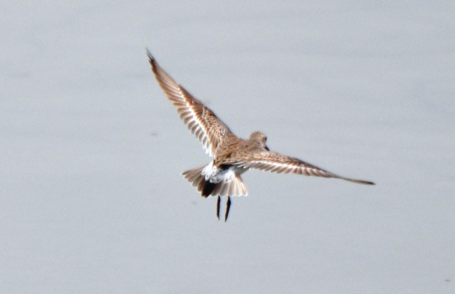 White-rumped Sandpiper