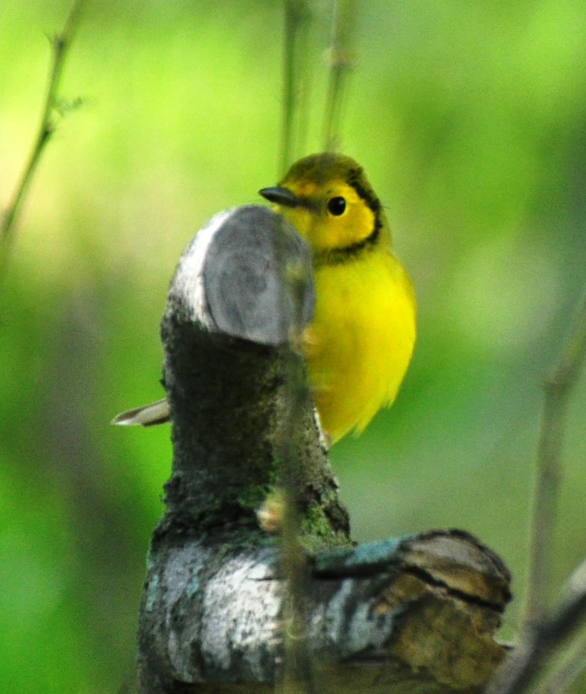 Hooded Warbler, Female