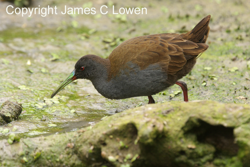 Plumbeous Rail