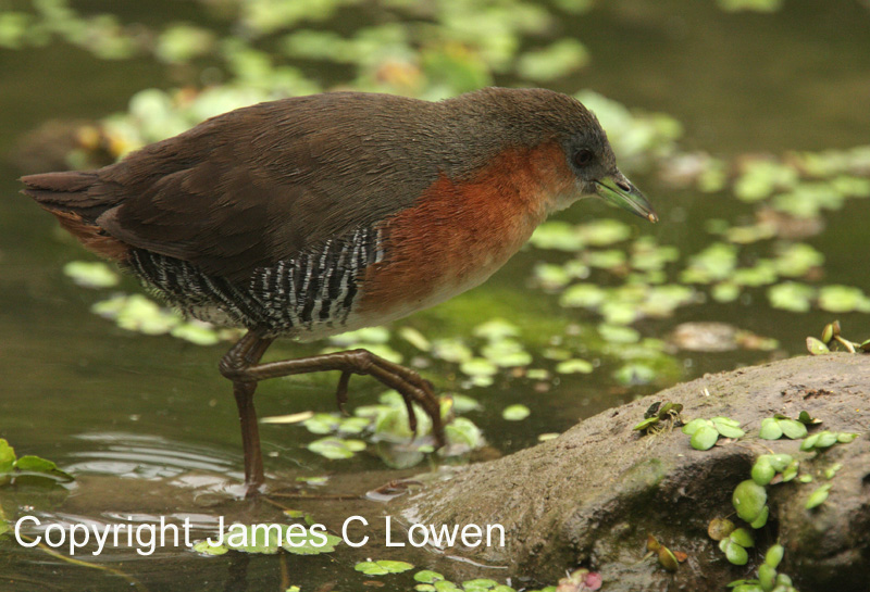 Rufous-sided Crake