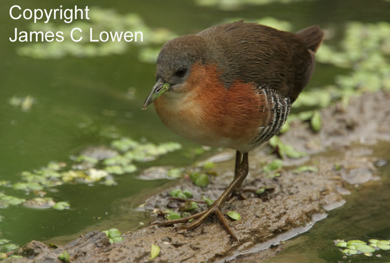 Rufous-sided Crake