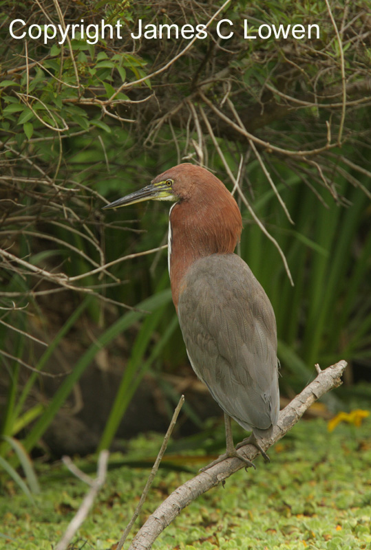 Rufescent Tiger-heron