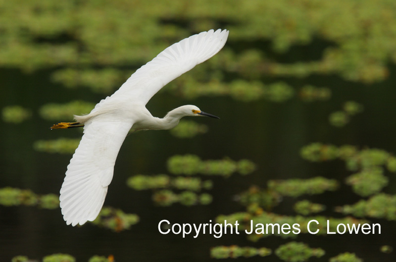 Snowy Egret