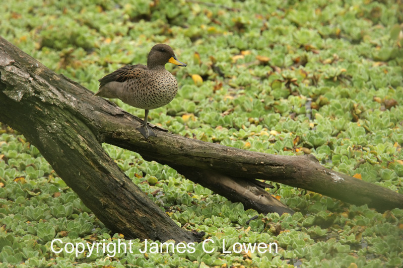 Speckled Teal