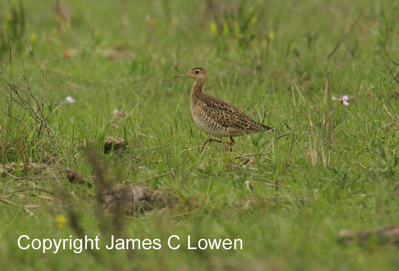 Upland Sandpiper