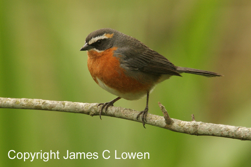 Black-and-rufous Warbling-finch