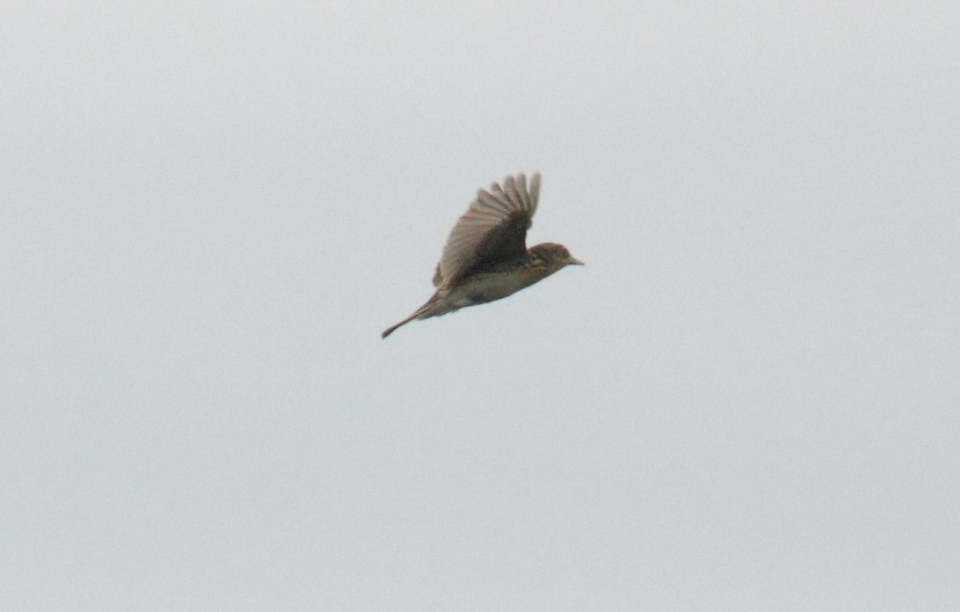 Chaco Pipit
