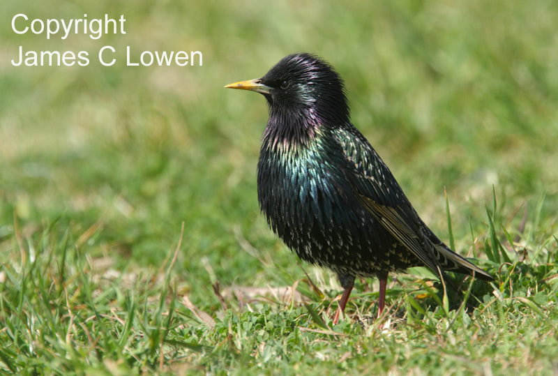Eurasian Starling