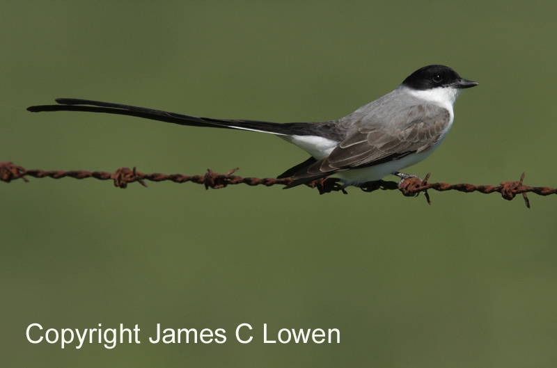 Fork-tailed Flycatcher
