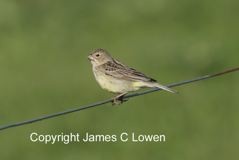 Grassland Yellow-finch