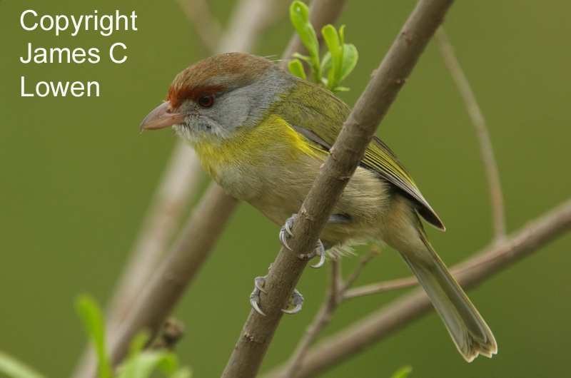 Rufous-browed Peppershrike