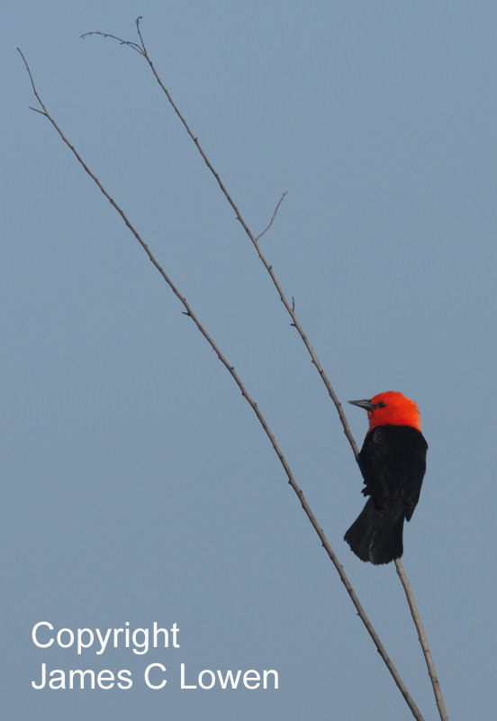 Scarlet-headed Blackbird