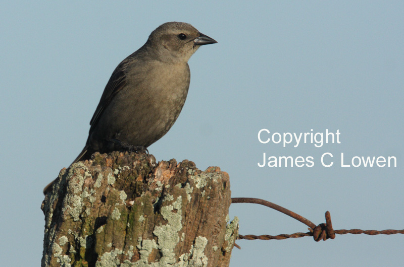 Shiny Cowbird