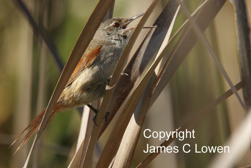 Straight-billed Reedhaunter