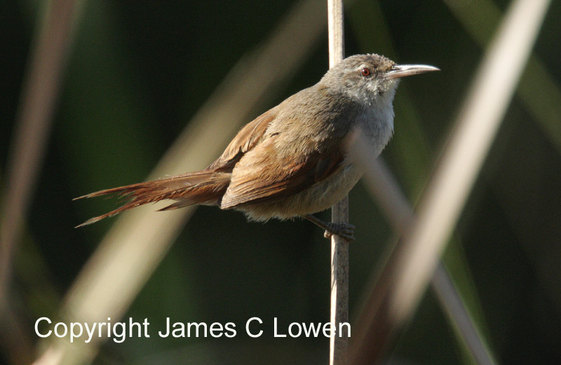 Straight-billed Reedhaunter